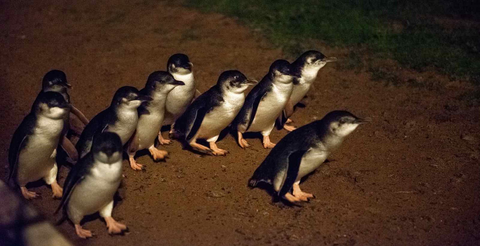 little penguins at the penguin parade at night