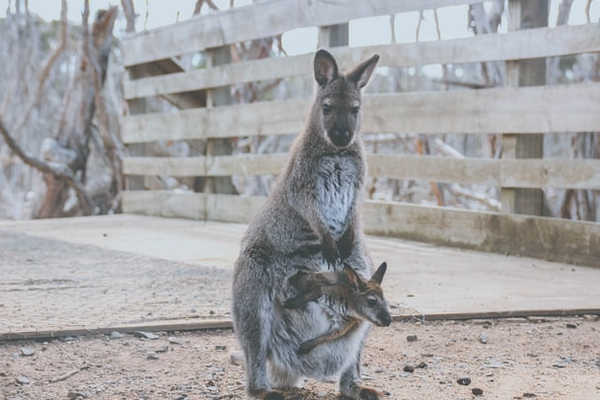 Kangaroo on Phillip Island