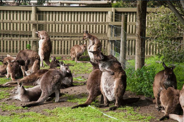 Kangaroos