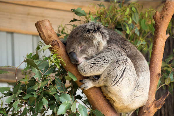 Koala