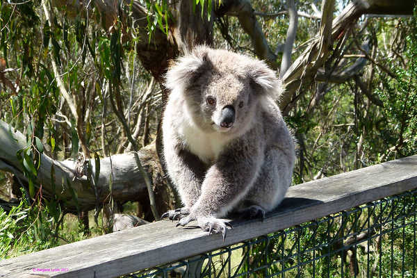 Koala Conservation Centre