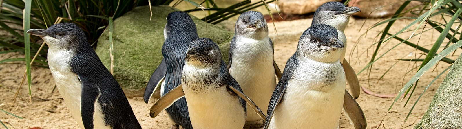Little Penguins
