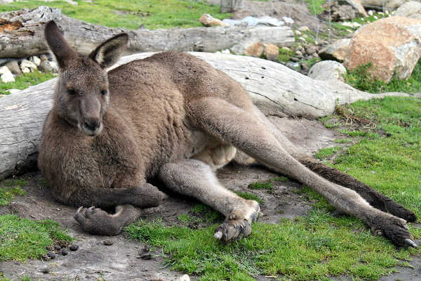 Maru Wildlife Park