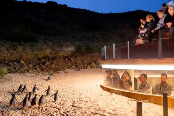 Penguin Parade Skybox