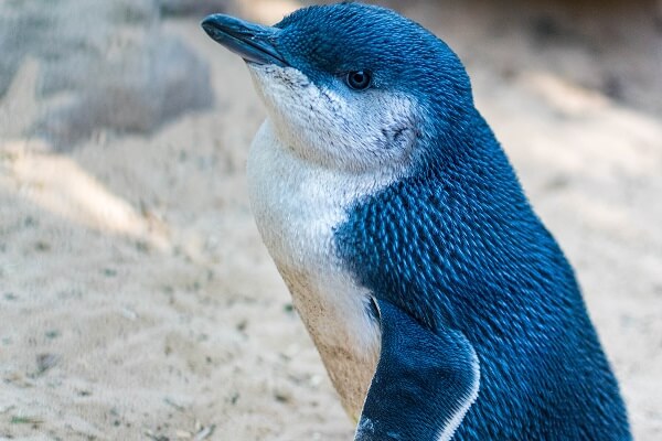 Penguin