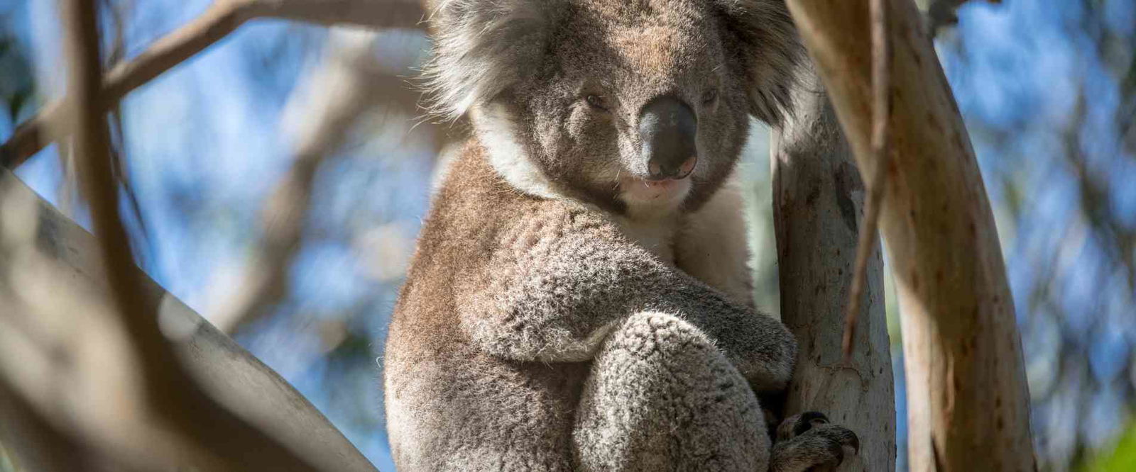  koala on french island