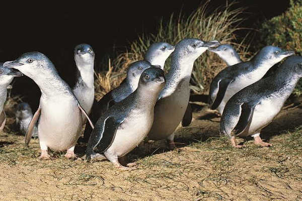 Phillip Island Private Tour