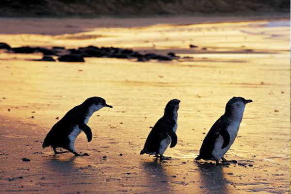Phillip Island Penguin Parade