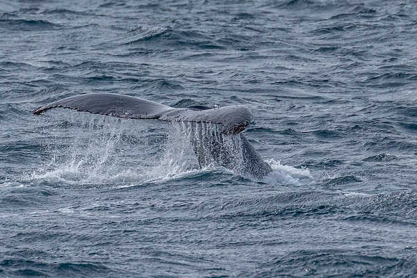 Phillip Island Whale Watching