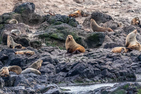 Seal Rocks, Phillip Island