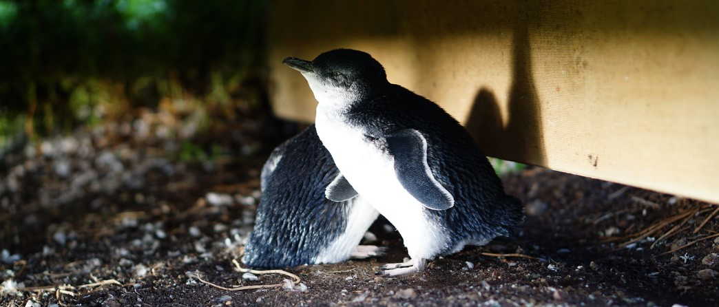 The little penguin of Phillip Island