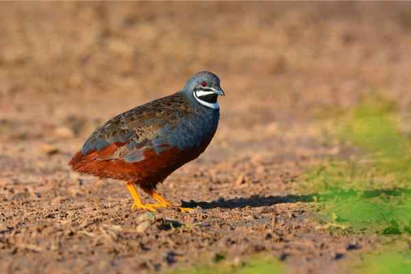 King quail