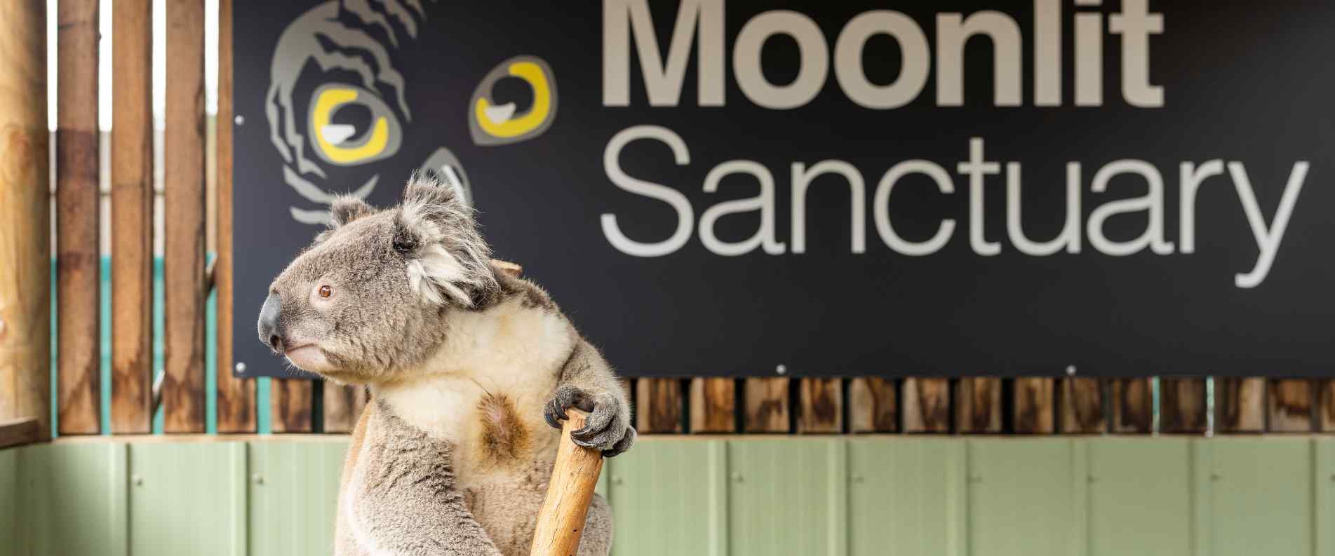 Koala sitting on a tree at Moonlit Sanctuary