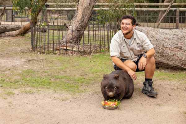 Meet the common wombat at Moonlit Sanctuary