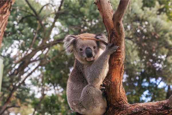 Koala sitting in a tree
