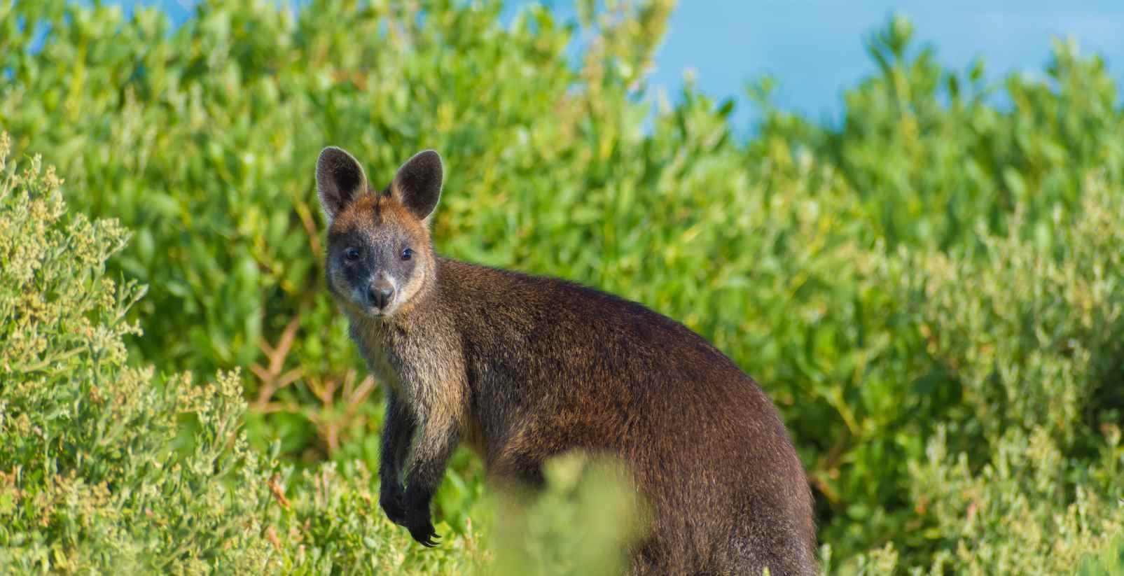 Wallaby in the bushes on Phillip Island
