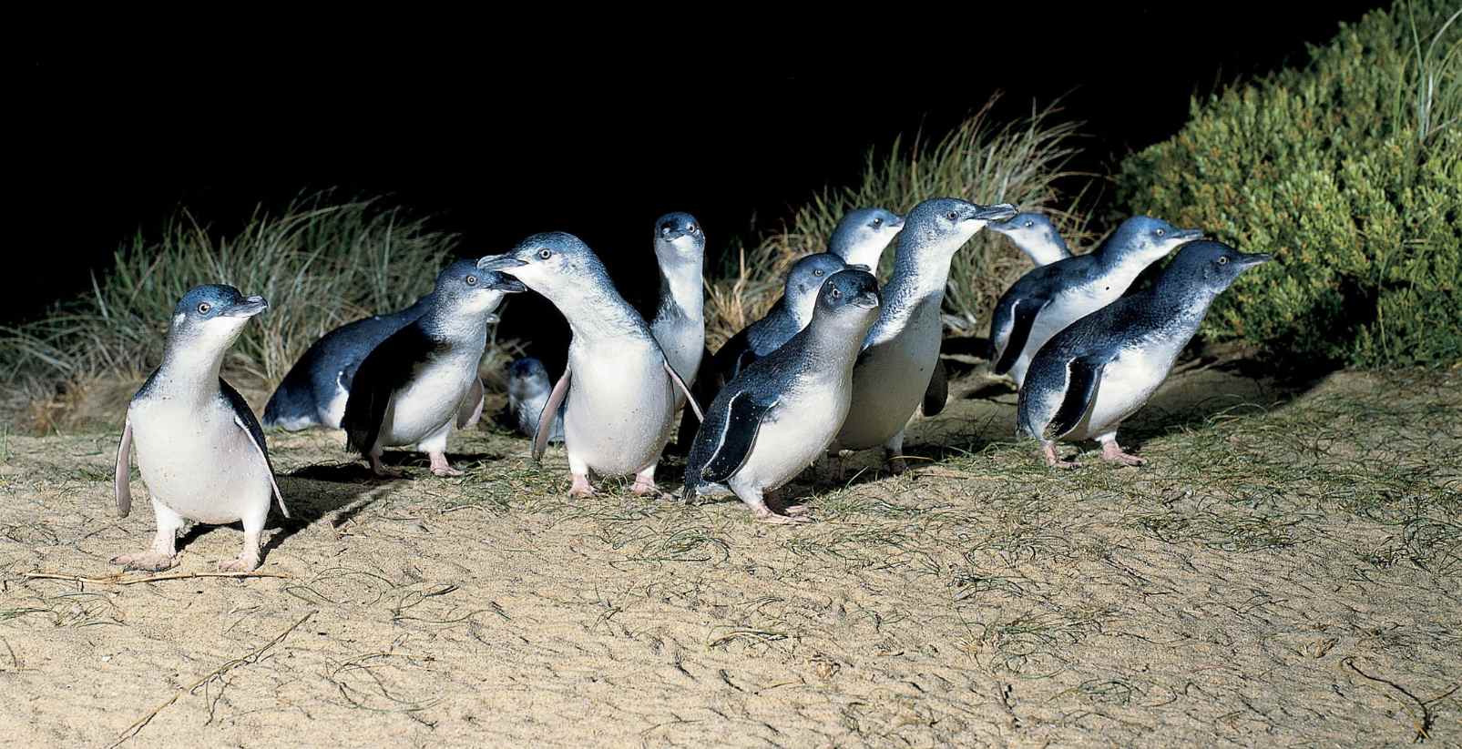Little penguins walking up beach in the dark night