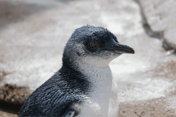 Fairy penguin at philip island
