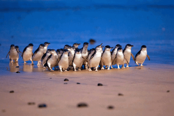 penguin parade at philip island