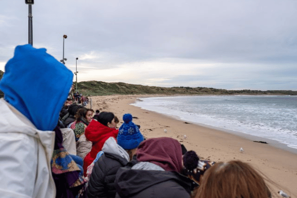 Penguin Parade viewing platform