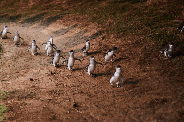 Fairy penguins on philip island