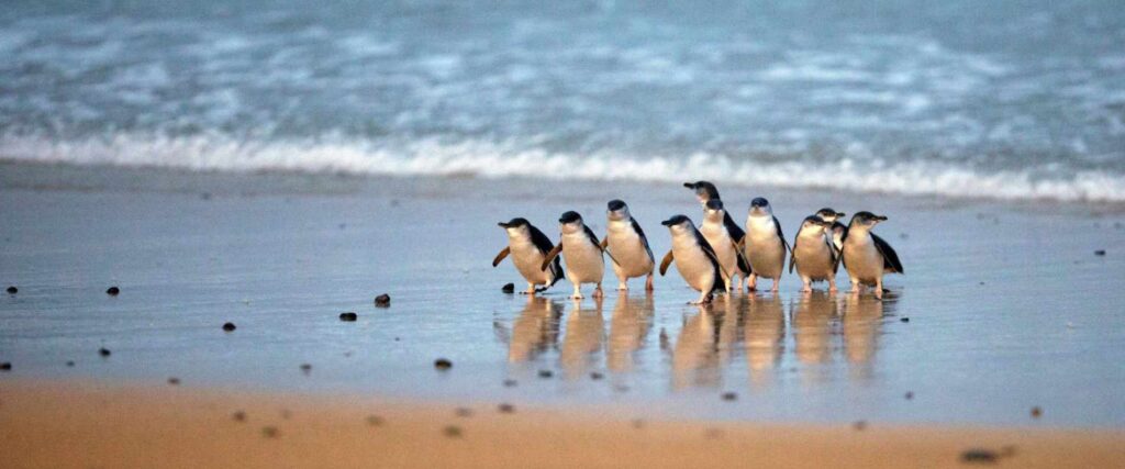 1 Day Phillip Island Tour $135