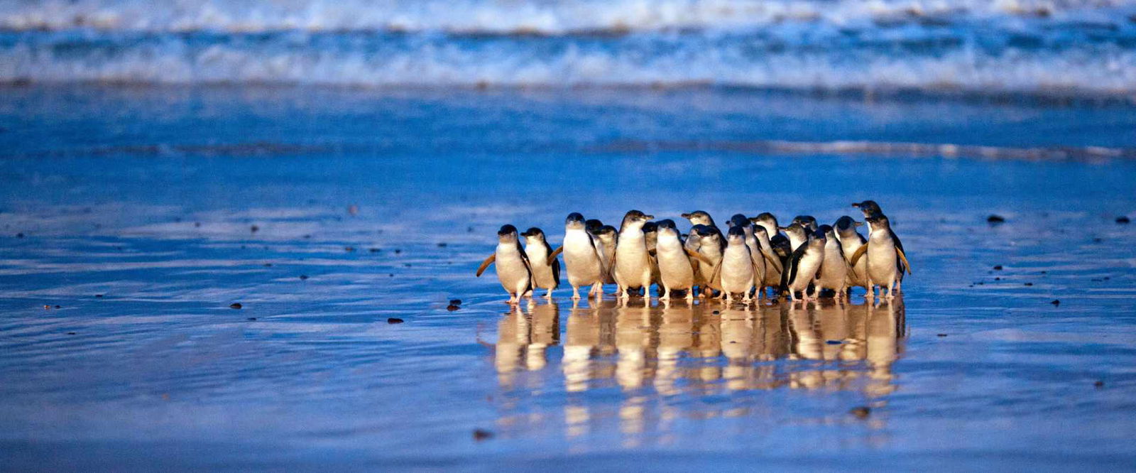 Little fairy penguins waddling up the wet beach at dusk