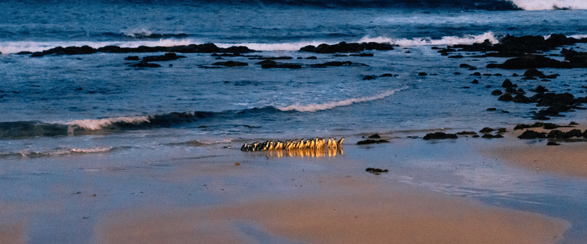 penguins waddling out of the ocean phillip island