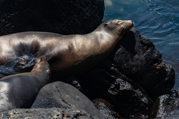 seal asleep on a rock